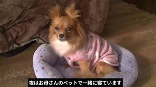 溺愛されてます