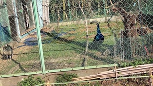 菜の花堤防を散歩